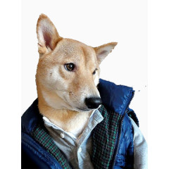 插画 实物 动物 游戏