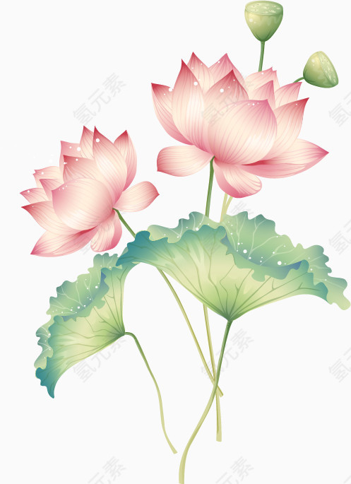 荷花荷叶