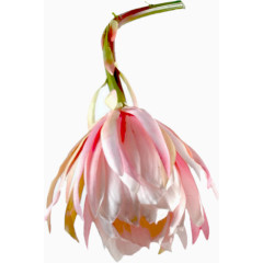 线描花草水彩花草