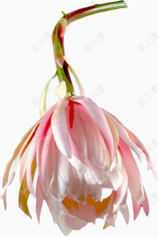 线描花草水彩花草
