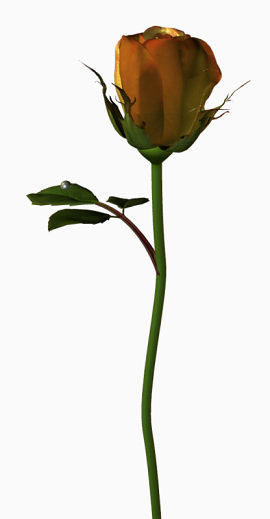 绿植花草线描花草