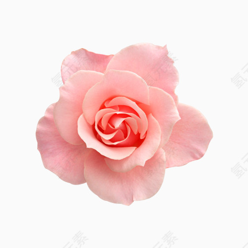 粉色玫瑰花花瓣植物花朵