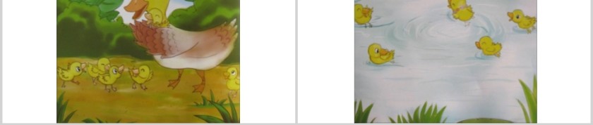 划圈儿的小小鸭幼儿绘本教育课件    第6张