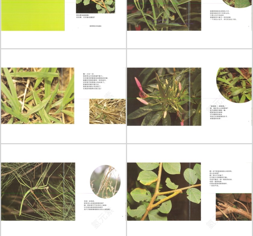 昆虫躲猫猫幼儿绘本教育课件 第2张