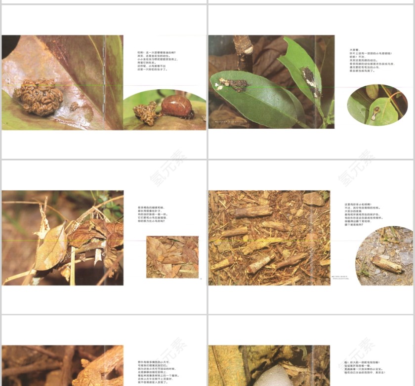 昆虫躲猫猫幼儿绘本教育课件 第3张