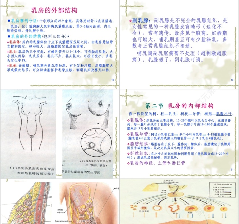 简约清新催乳师培训教材PPT模板第5张