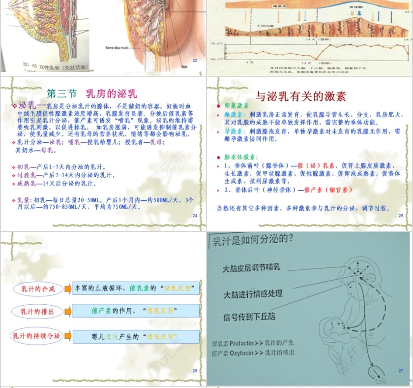简约清新催乳师培训教材PPT模板第6张