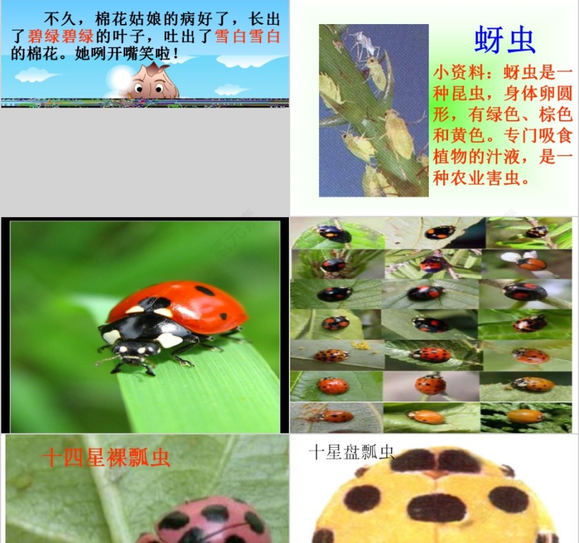 幼儿园中班优质课公开课为什么要保护七星瓢虫教学课件PPT 第3张