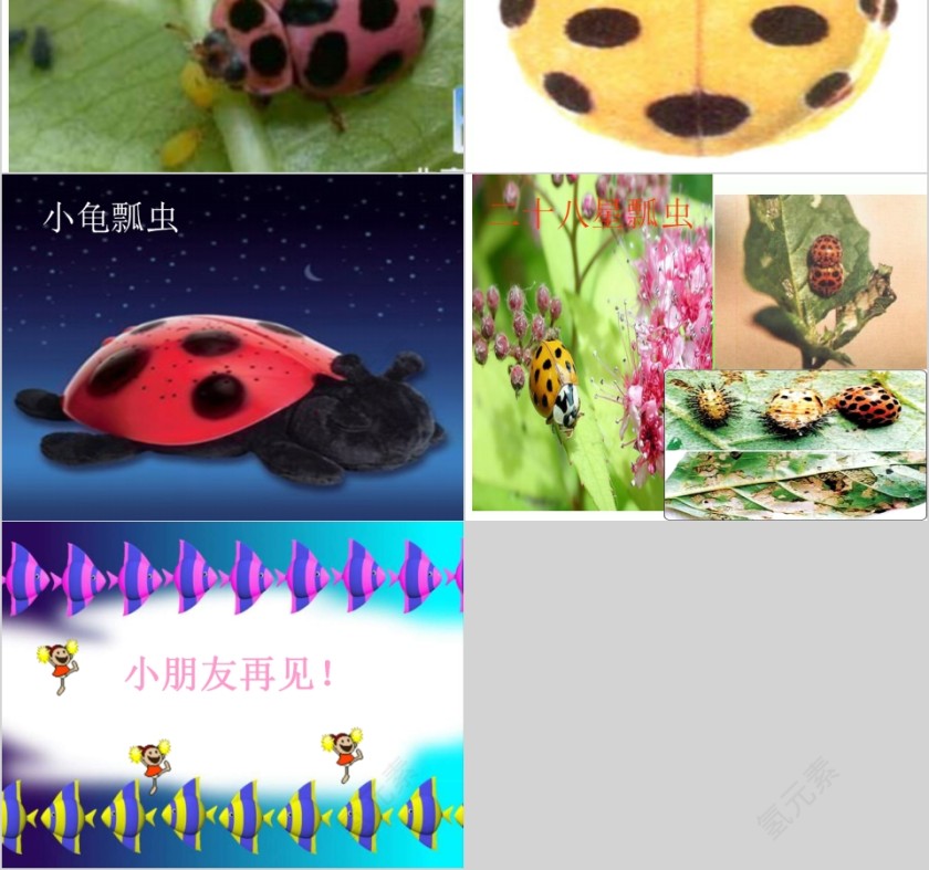 幼儿园中班优质课公开课为什么要保护七星瓢虫教学课件PPT 第4张