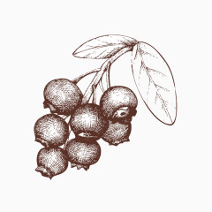 素描蓝莓