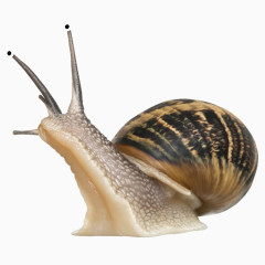 蜗牛免抠PNG图片