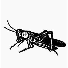 卡通手绘蝗虫