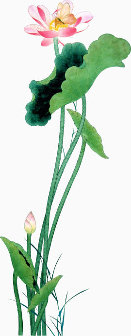 荷花手绘