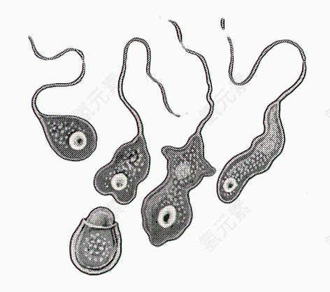 海洋生物