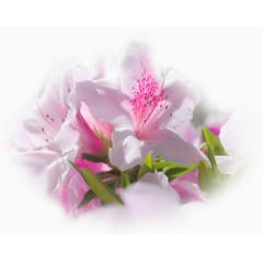 植物花卉素材花草画