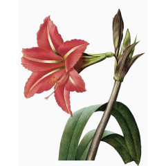 红色百合花