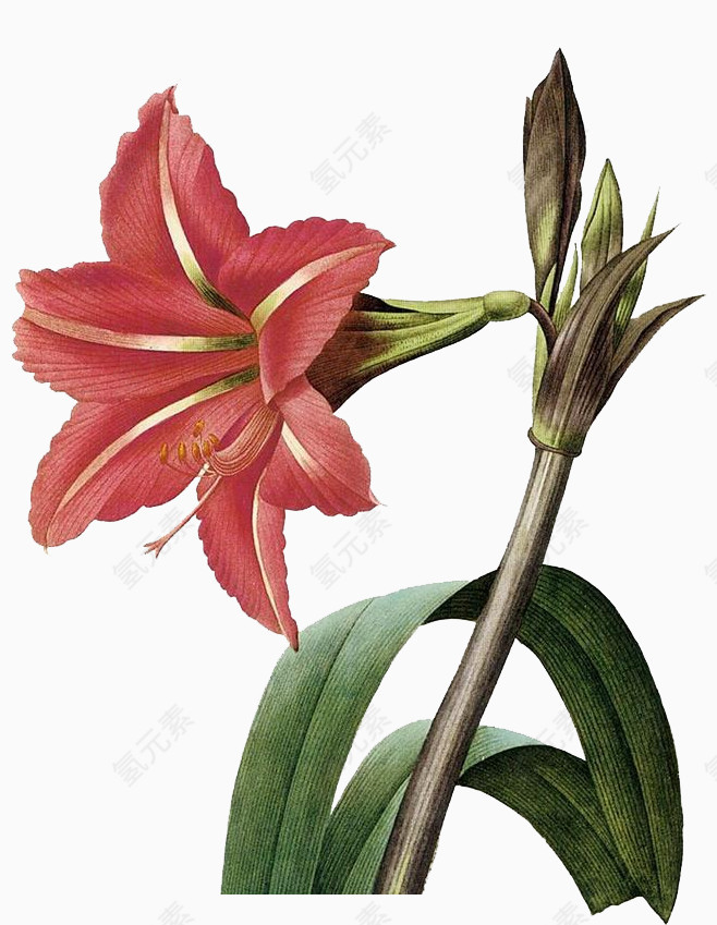红色百合花