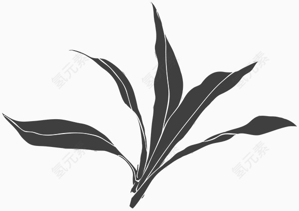 手绘黑白植物叶子图片