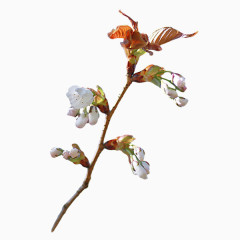 盛开花儿PNG免抠图素材