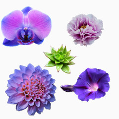 日式唯美原宿风格鲜花