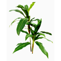 水彩花卉素材创意花卉图片