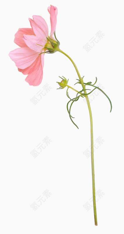 水彩花草素材花卉图片