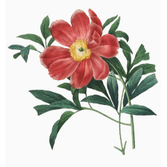 清新水墨红色鲜花