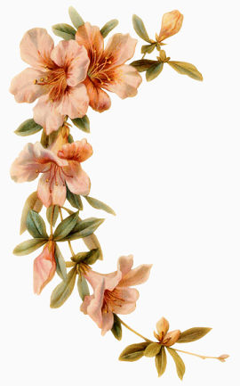 效果元素  花卉