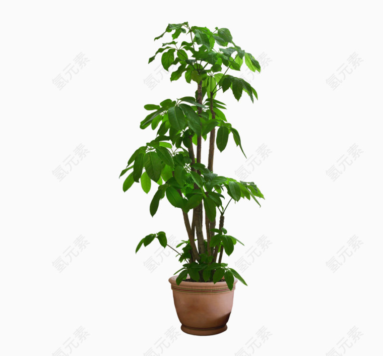 发财树盆栽