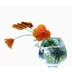 矢量花卉素材花卉素材