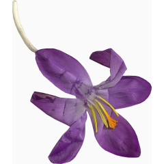 卡通鲜花图片鲜花海报背景