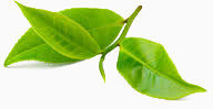 茶叶