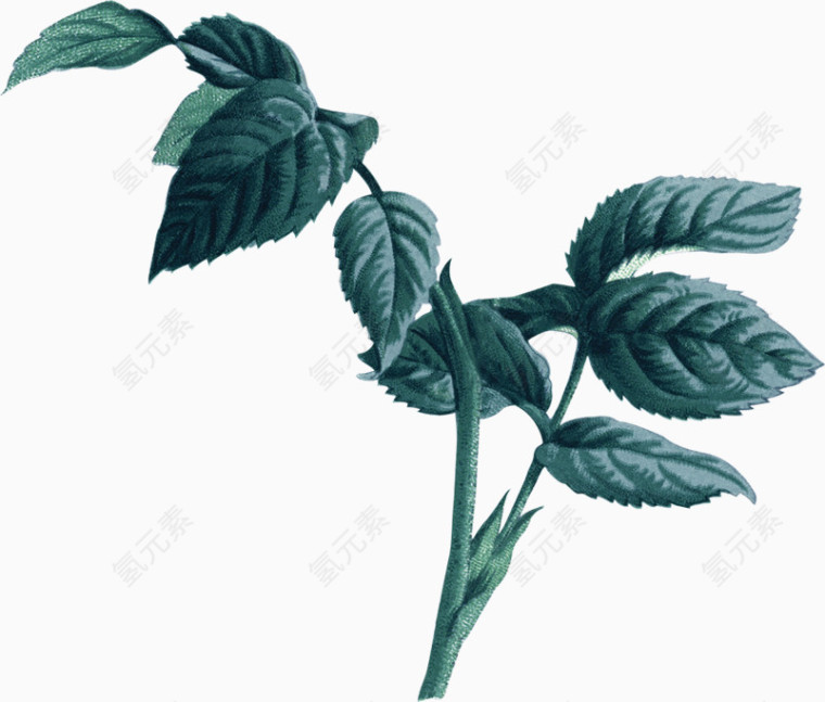 墨色植物