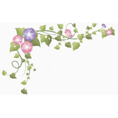 牵牛花