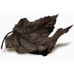 手绘树叶卡通树叶素材