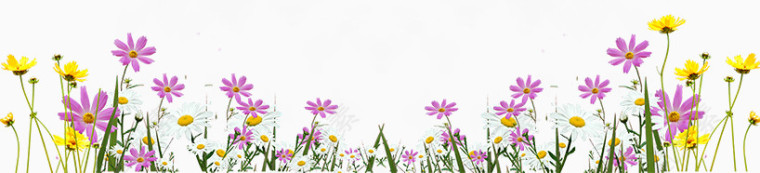 矢量小菊花