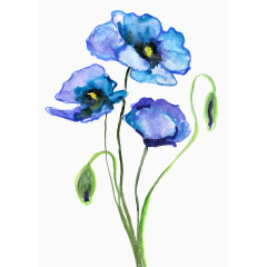 手绘蓝色虞美人花卉