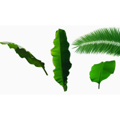 绿色植物叶子