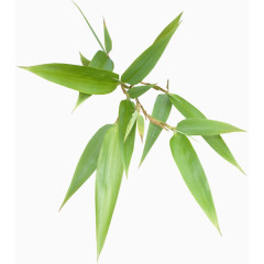 高清的竹叶绿色竹叶树枝