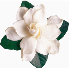 手绘花朵图片鲜花元素