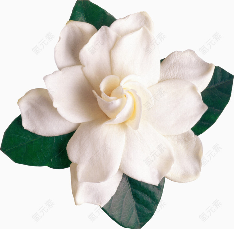 手绘花朵图片鲜花元素