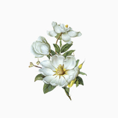 牡丹花手绘色彩图片