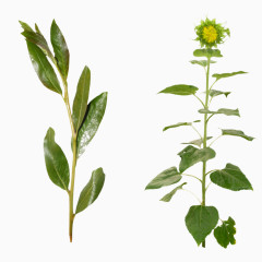 绿色植物绿叶免抠PNG图片素材