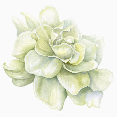 手绘栀子花春天