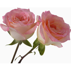 田园风图片手绘装饰素材