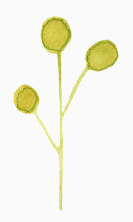 植物水彩画