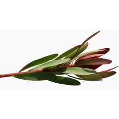 一片片树叶绿叶树枝嫩叶春天