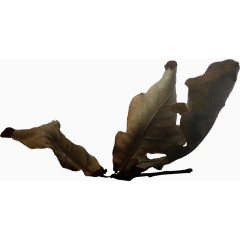 手绘树叶图片树叶图片素材