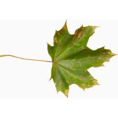 植物花草素材庆典花卉