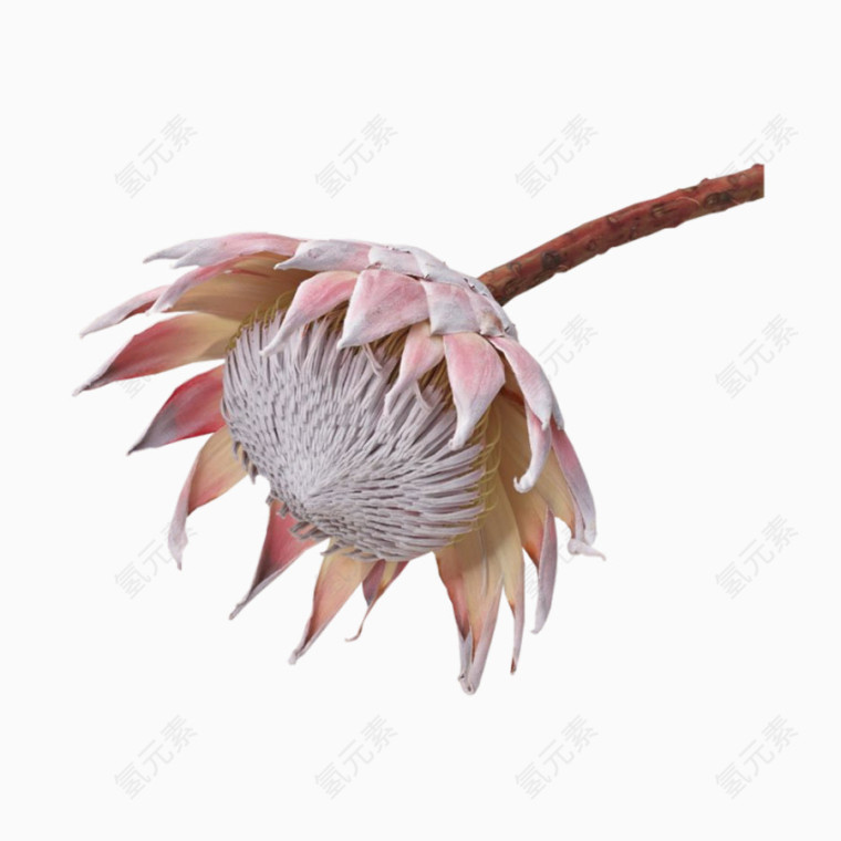 一朵淡粉色的花朵